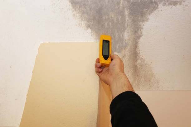 Best Mold Remediation for Vacation Homes  in Grizzly Flats, CA