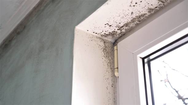 Best Dehumidification Services  in Grizzly Flats, CA
