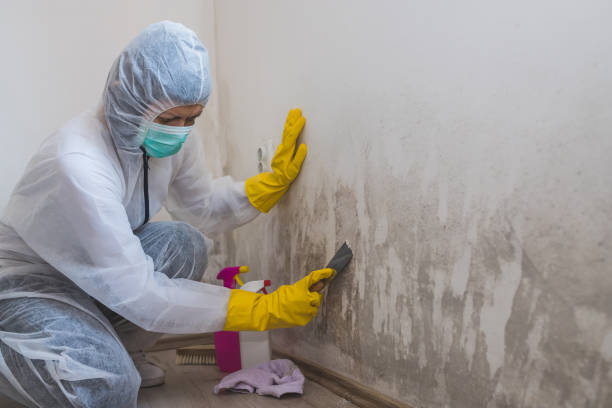 Best Commercial Mold Inspection  in Grizzly Flats, CA