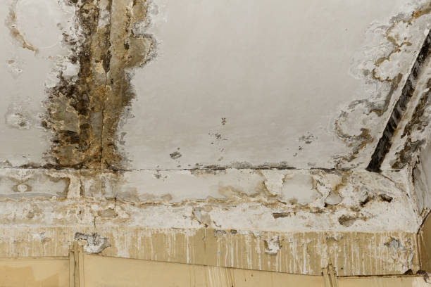 Best Post-Construction Mold Inspection  in Grizzly Flats, CA