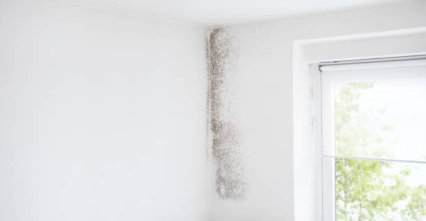 Best Water Damage & Mold Remediation  in Grizzly Flats, CA