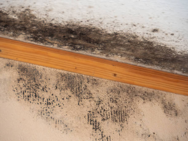 Best Mold-Related Health Consultation  in Grizzly Flats, CA
