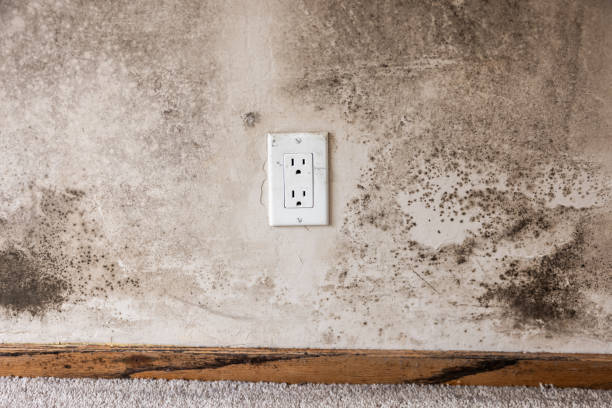 Best Real Estate Mold Inspection  in Grizzly Flats, CA