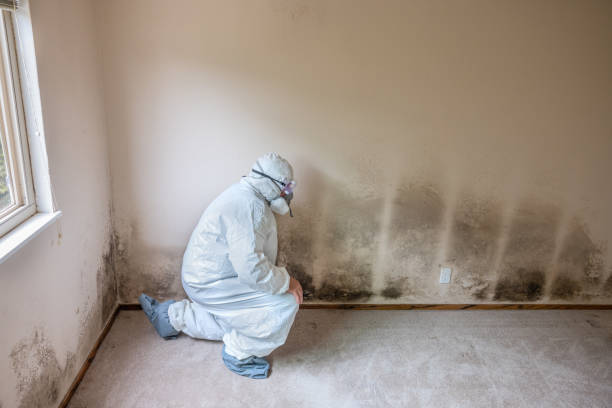Grizzly Flats, CA Mold Removal Company